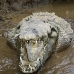 crocodile_american_tar_v_1567_cos2570.jpg